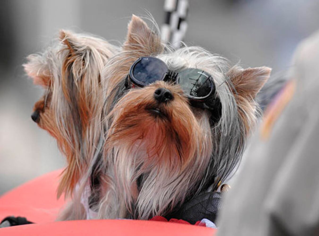 Mardi Gras Dog Parade