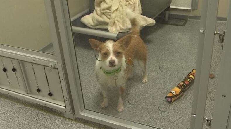 Seattle Humane in Washington state has taken in animals affected by California wildfires.