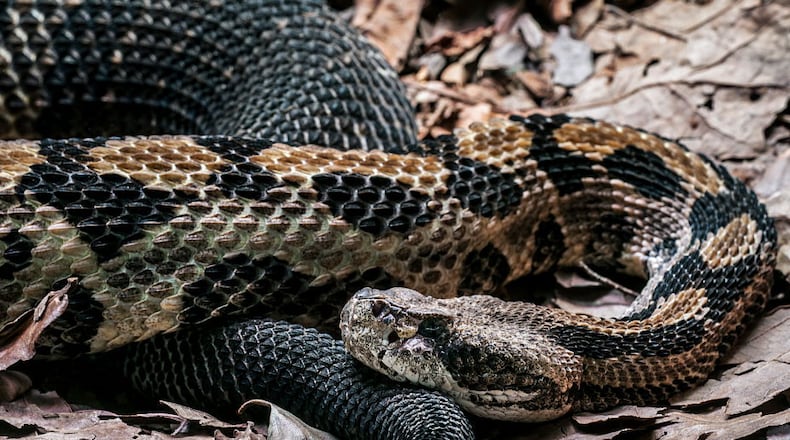 Canebrake rattlesnake.