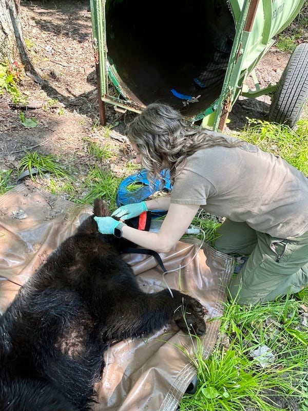 In this image provided by the Michigan Department of Natural Resources, wildlife biologist Angela Kujawa collects data from an immobilized black bear after a lid was removed from the animal’s neck near Hillman, Michigan, on June 3, 2025. ( Michigan Department of Natural Resources via AP)
