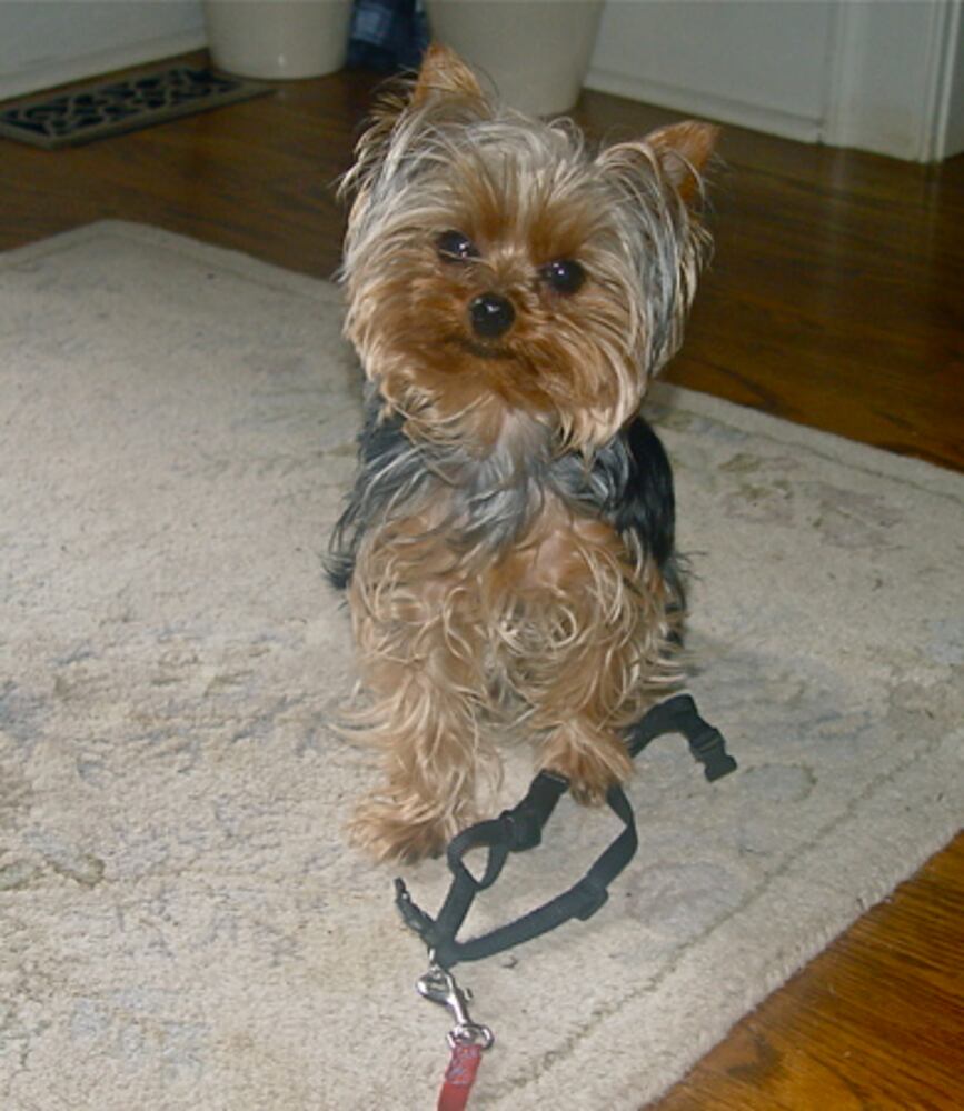 Atlanta's Top Dogs: 6. Yorkshire terriers