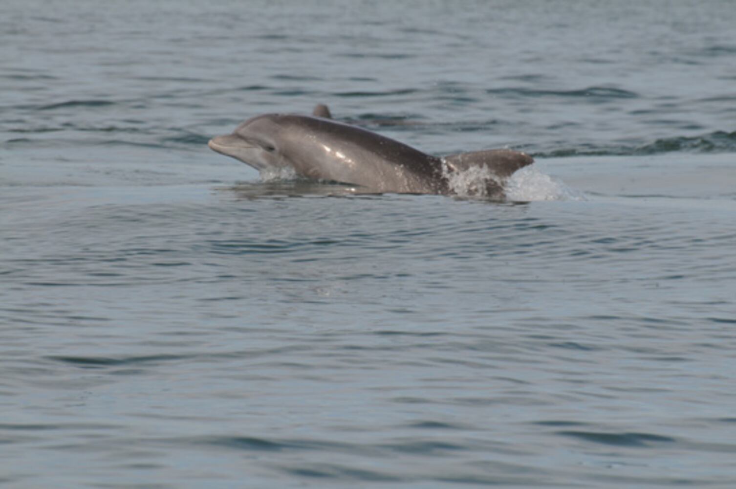 St. Augustine Eco Tours