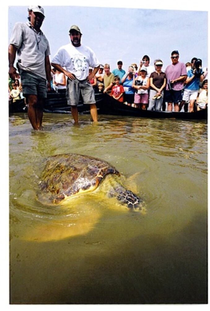 Jekyll Island - where sea turtles go for rehab