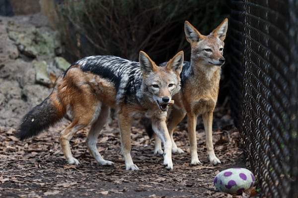 After a rescue adopted them, jackals Anubis (left) and Cleopatra had three pups together. (Jason Getz/AJC)