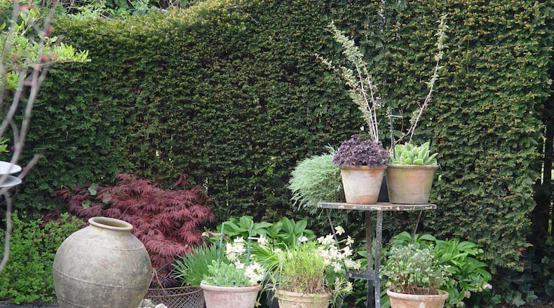 This clipped hedge of Japanese yew, Taxus cuspidata shows how lush and green they are in early spring. (Handout/TNS)