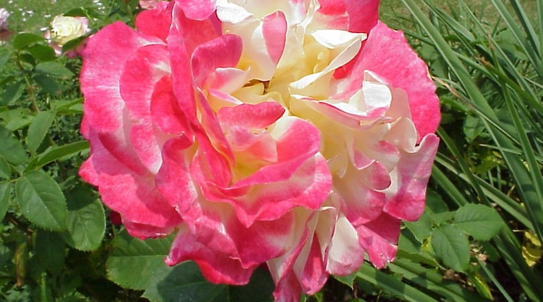 Roses can be frustrating to grow but advice from experts makes it easier. CONTRIBUTED BY WALTER REEVES