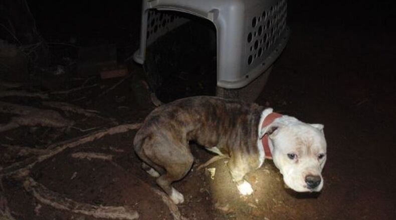 Cobb County commissioners have postponed until April 25 a decision on whether to stop allowing tethering or choke/pinch collars for dogs. Cocoa, shown here by one of the speakers, is one of the few dogs rescued successfully from outdoor tethering.
