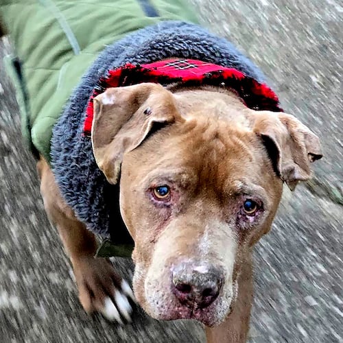 FILE - This image provided by Amanda Hergenreder shows a dog she named Biggby walking in Millington, Mich., Dec. 18, 2024. (Amanda Hergenreder via AP, File)
