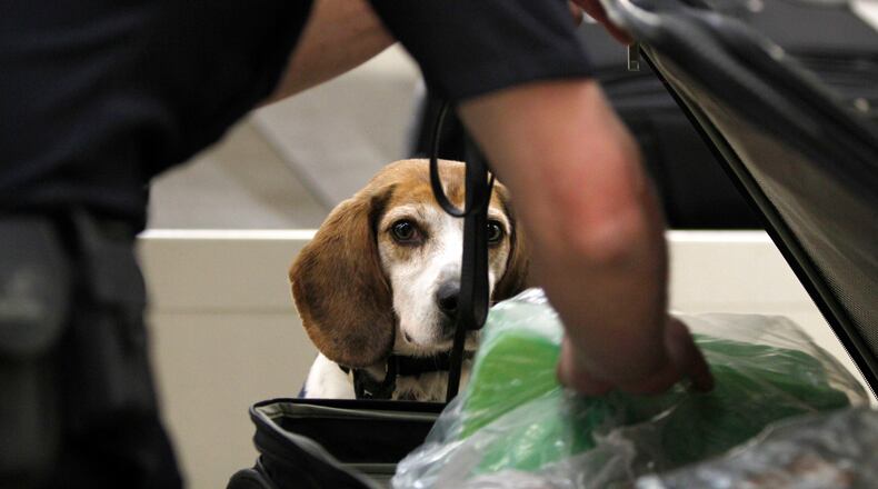 February 29, 2016 Atlanta - U.S. Customs and Border Protection canine team officer Andrew Bateman and Regal check a bag at the baggage claim area of the international terminal in Hartsfield-Jackson International Airport. Regal is trained to sniff out prohibited items of agriculture significance. TAYLOR CARPENTER / TAYLOR.CARPENTER@AJC.COM