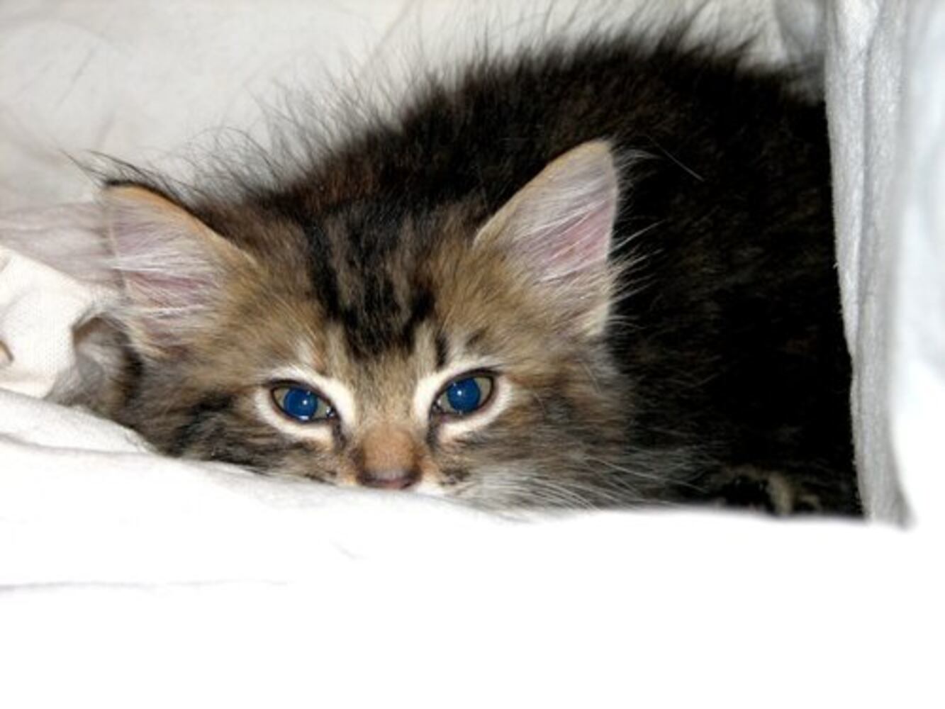 Cats Rule: Check out Sneaky Cats in Action