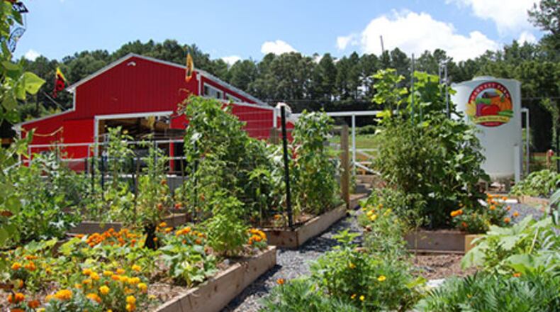 The Orchard, part of Harvest Farm, is a community space where city residents can collectively grow and harvest produce.