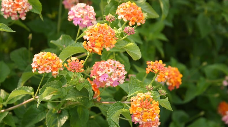 Varieties of hardy lantana, like ‘Miss Huff’, can be pruned most any time from late fall onward. CONTRIBUTED BY WALTER REEVES