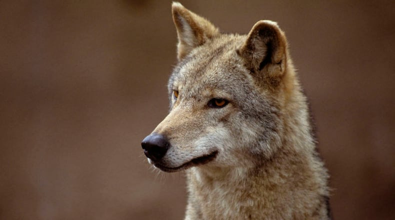 Coyotes are having pups and are on the prowl for food, Alpharetta says. GEORGIA WILDLIFE RESOURCES DIVISION