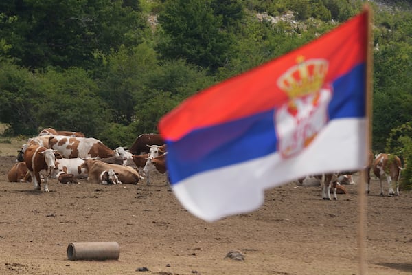 Hundreds of cows and horses rest on a cracked dry land during a severe drought on a mountain Suva Planina, in southeast Serbia, Thursday, July 17, 2025. (AP Photo/Darko Vojinovic)