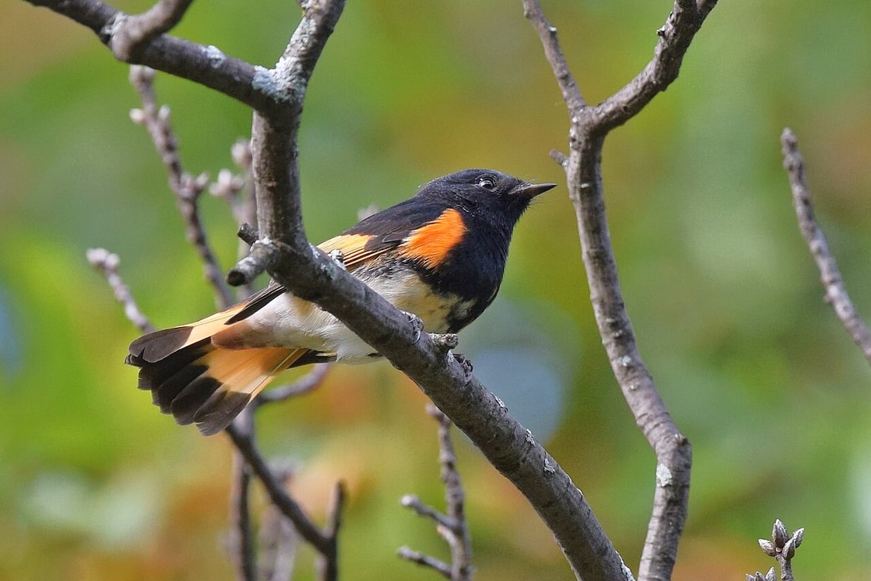 The American redstart (male shown here) is a species of warbler that spends the winter in Mexico, Central American and other southern tropical areas and returns to Georgia in late April for spring and summer nesting. (Andy Reago & Chrissy McClarren/Creative Commons. License: https://creativecommons.org/licenses/by/2.0)