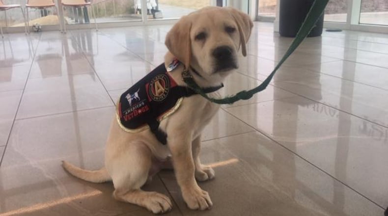 Spike is a 13-week-old Labrador Retriever who will be trained to be a service dog because of a partnership between Atlanta United and VetDogs.