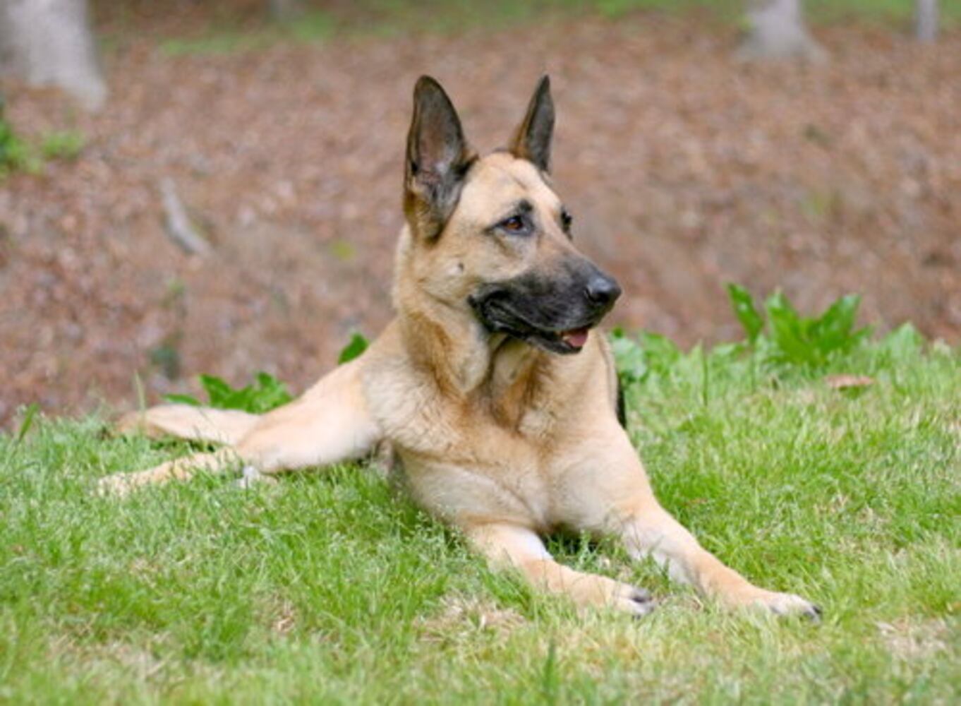 Atlanta's Top Dogs: 3. German Shepherds