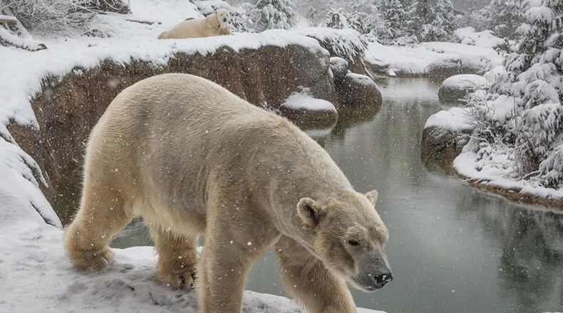 Nikita (front) and Anana enjoy the snow day at the North Carolina Zoo. (Photo: North Carolina Zoo)