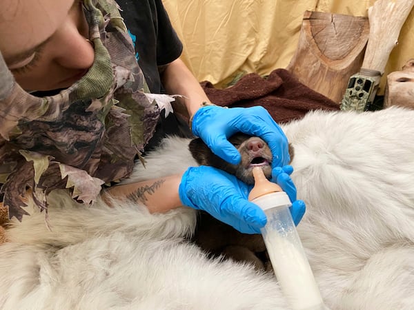 In this photo provided by San Diego Humane Society, an employee wears camouflage while feeding a bear cub, which was found alone in Los Padres National Forest, at the San Diego Human Society Ramona Wildlife Center on Monday, April 14, 2025, in Ramona, Calif. (San Diego Humane Society via AP)