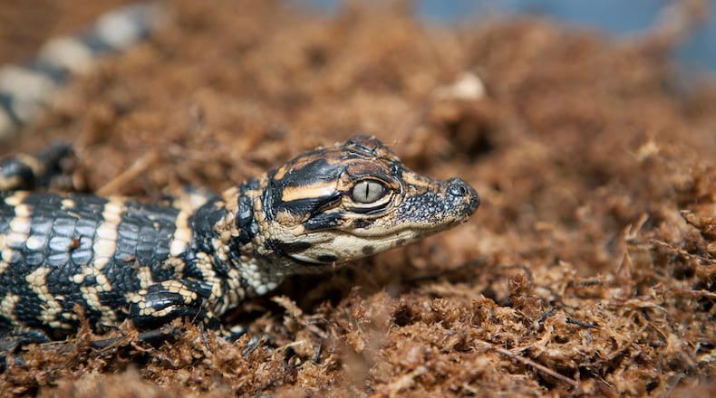Baby alligators, like this one, are hatching now in the Okefenokee Swamp and other South Georgia wetlands. Only about 20% of the hatchlings will survive their first year. (Photo: Public domain/NASA)
