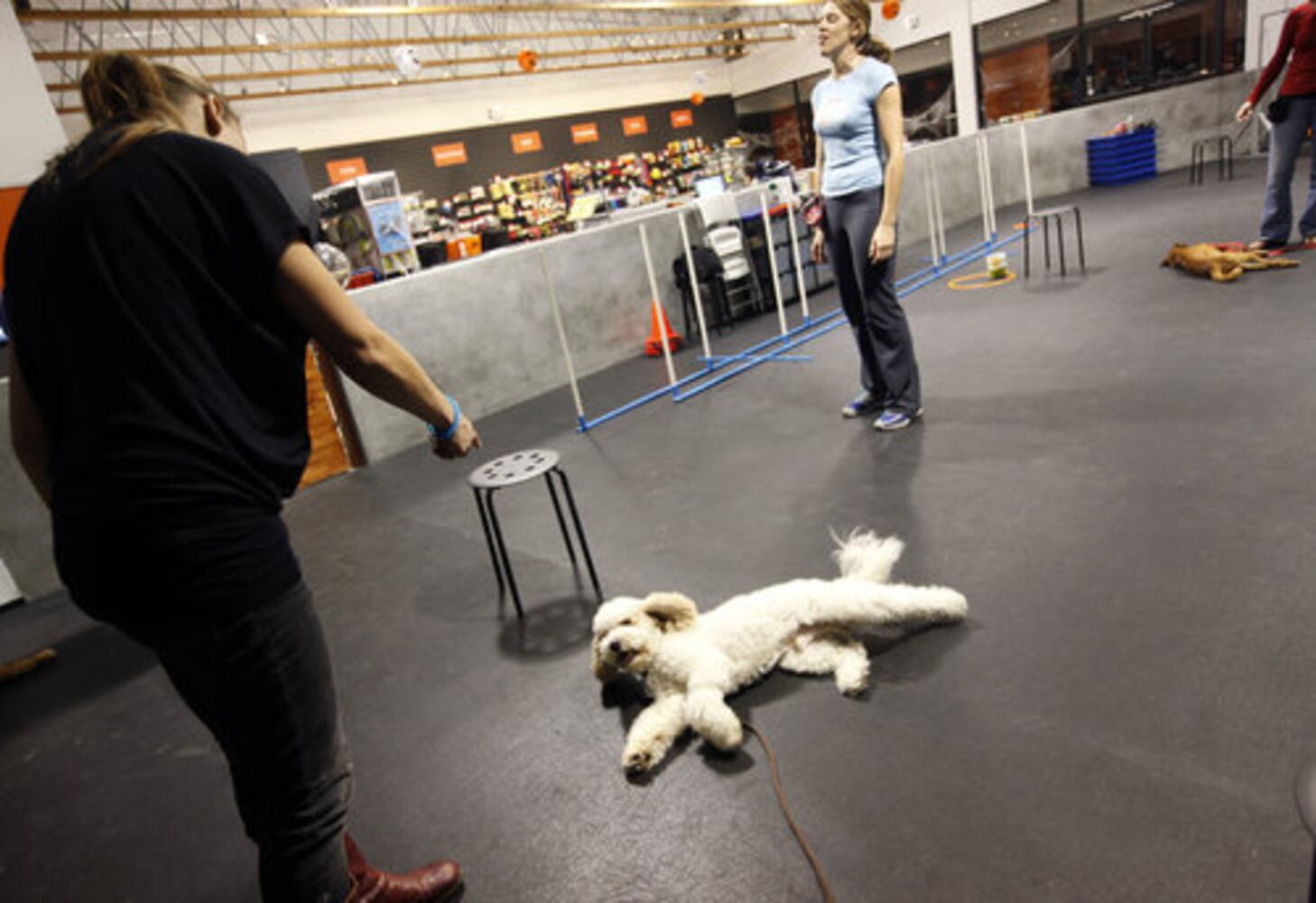Teaching dogs Hollywood tricks