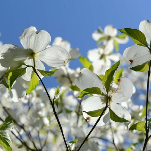 Atlanta Dogwood Festival returns