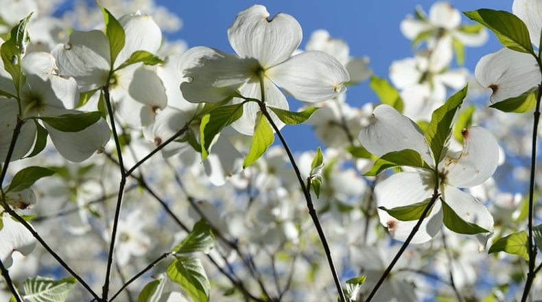 Atlanta Dogwood Festival returns