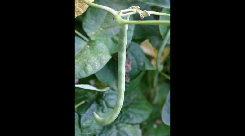 Bean seeds require very warm soil to sprout well. They simply rot in cool soil. (Walter Reeves for The Atlanta Journal-Constitution)