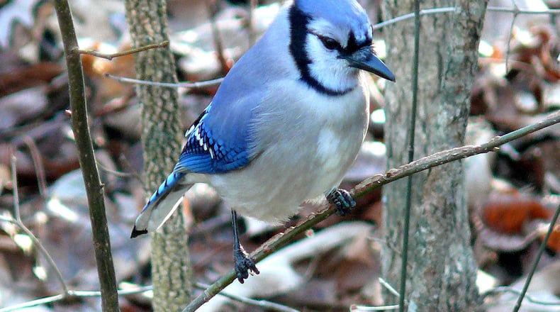 The squawking of blue jays in autumn is one of the season's familiar sounds. (Courtesy of Ken Thomas / Creative Commons)