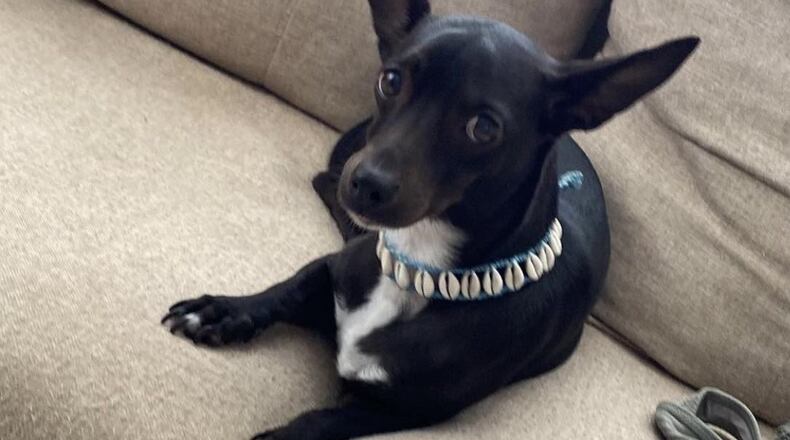 Paula Rodriguez's dog Maia has gone missing at Hartsfield-Jackson International Airport. Source: Paula Rodriguez