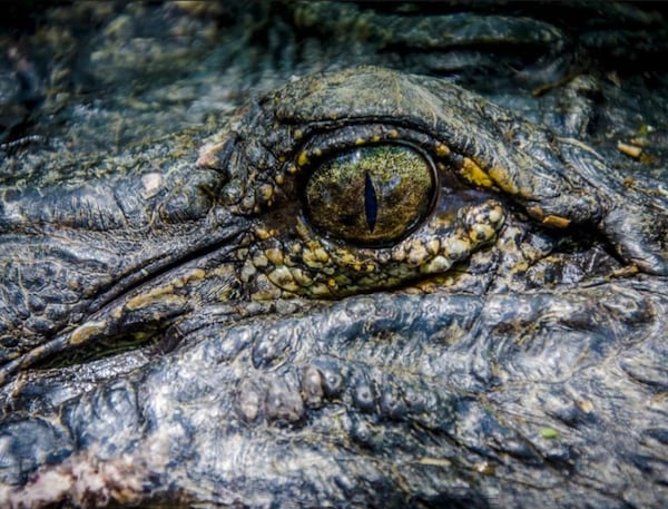 A recent study led by researchers at the University of Georgia discovered high levels of mercury in alligators living in the Okefenokee Swamp. (Source: Kristen Zemaitis)
