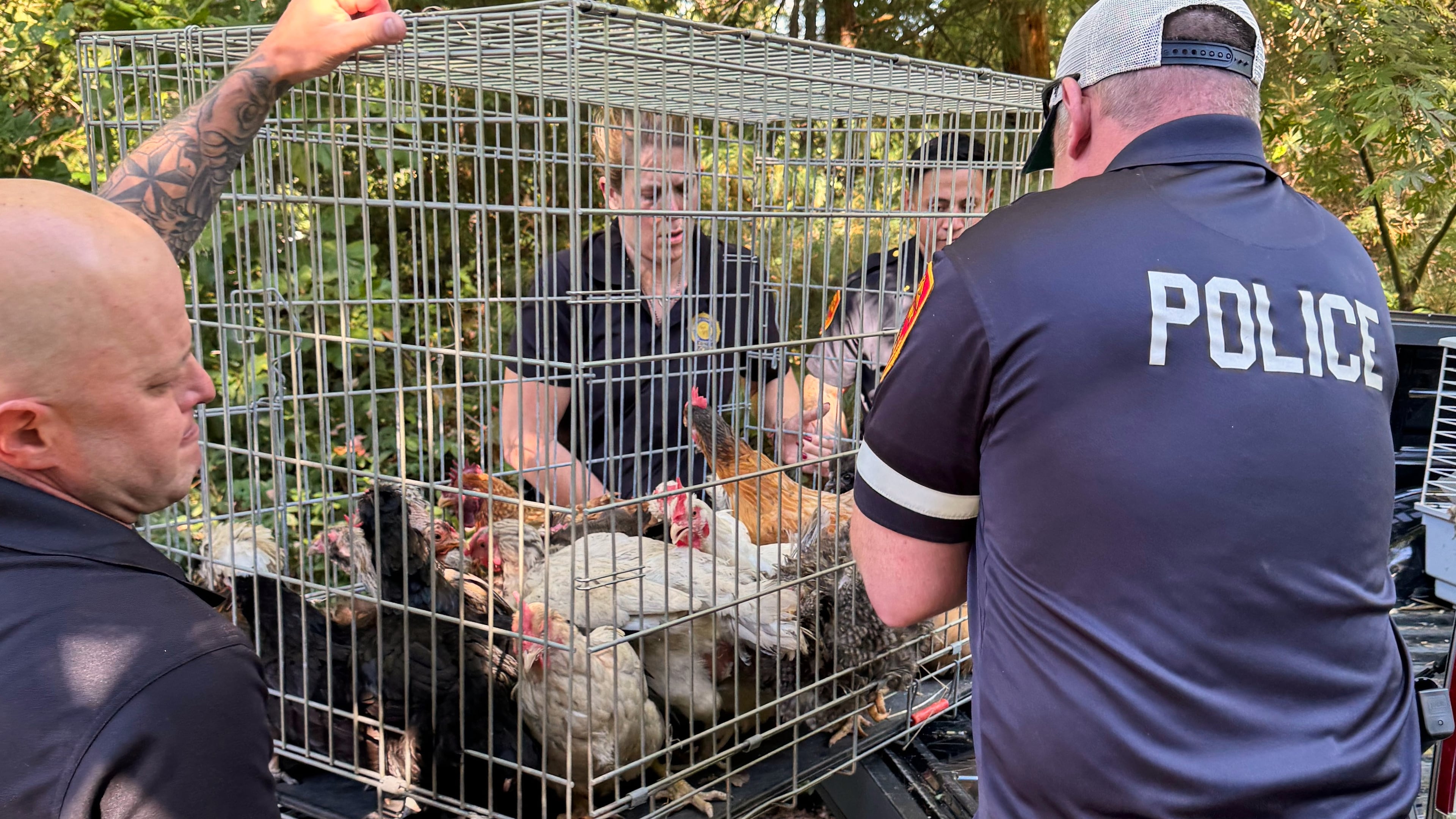 This photo provided by the Suffolk County, N.Y., District Attorney's Office, shows animals being seized from the home of a wildlife rehabilitator in Northport, N.Y. (Suffolk County, N.Y., District Attorney's Office via AP)