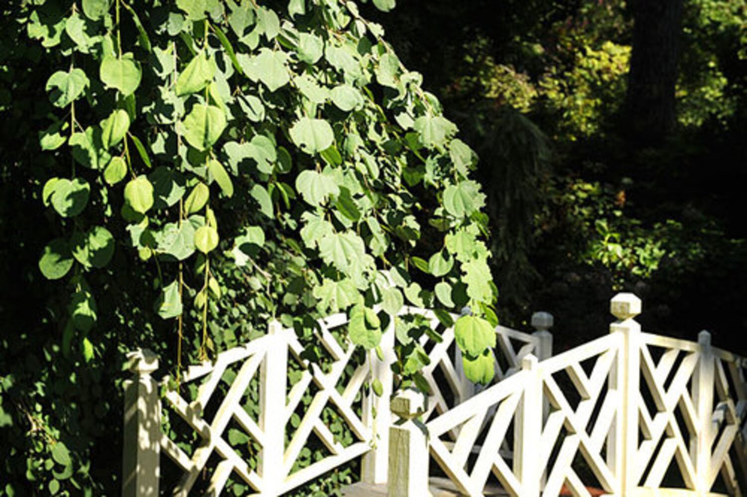 Vince Dooley's Amazing Garden