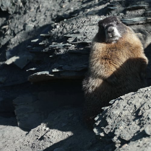 A marmot named 9 sits outside of her den Thursday, Aug. 6, 2026, in Gothic, Colo. (AP Photo/Brittany Peterson)