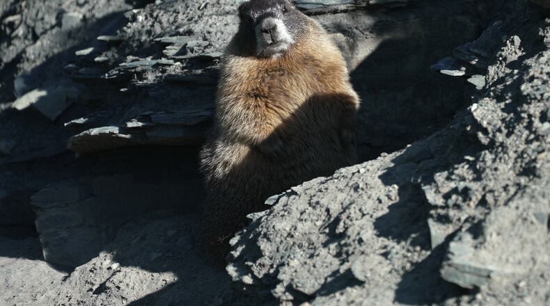 A marmot named 9 sits outside of her den Thursday, Aug. 6, 2026, in Gothic, Colo. (AP Photo/Brittany Peterson)