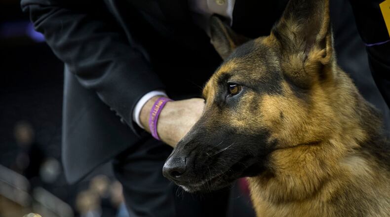 A German shepherd found by a Utah firefighter during the Mendocino Complex Fire has been adopted by the fireman.