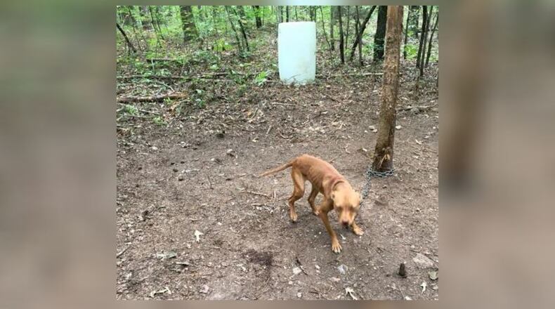 This is one of the 60 to 70 dogs that were located about 200 yards behind a house on Cash Town Road in Aragon. (Credit: Polk County Police Department)