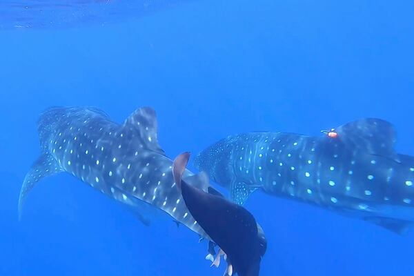 In this image from video, whale sharks swim near each other off the coast of St. Helena in the South Atlantic Ocean on Feb. 25, 2025. (AP Photo/Maria Cheng)