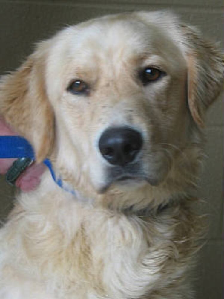 Atlanta's Top Dogs: 2. Golden Retrievers