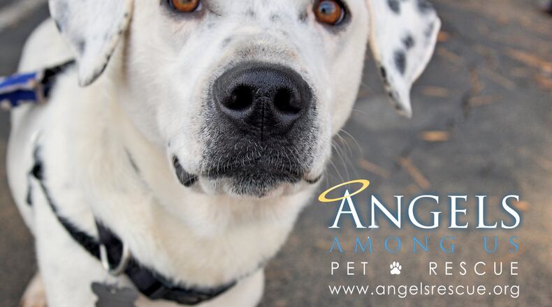 Courtesy of Angels Among Us