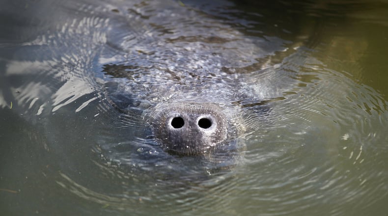 Manatee File Photo (Photo by Joe Raedle/Getty Images)