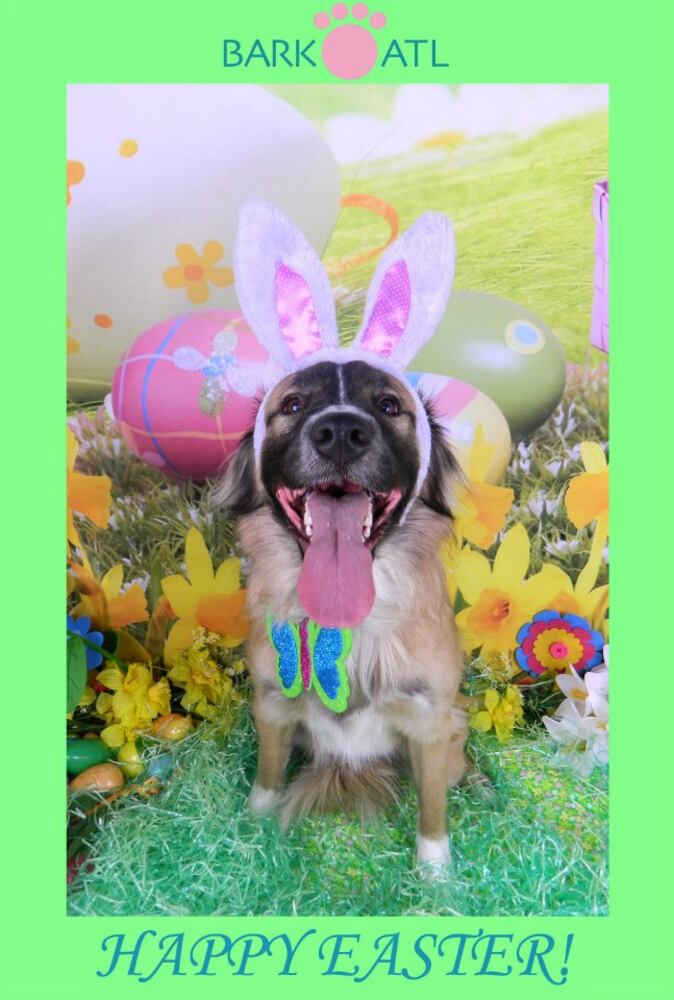 Easter pups on parade at Bark ATL 2013
