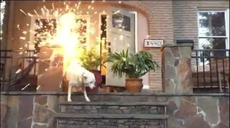 William Scaffidi pleaded no contest to animal cruelty charges. (Credit: Channel 2 Action News)