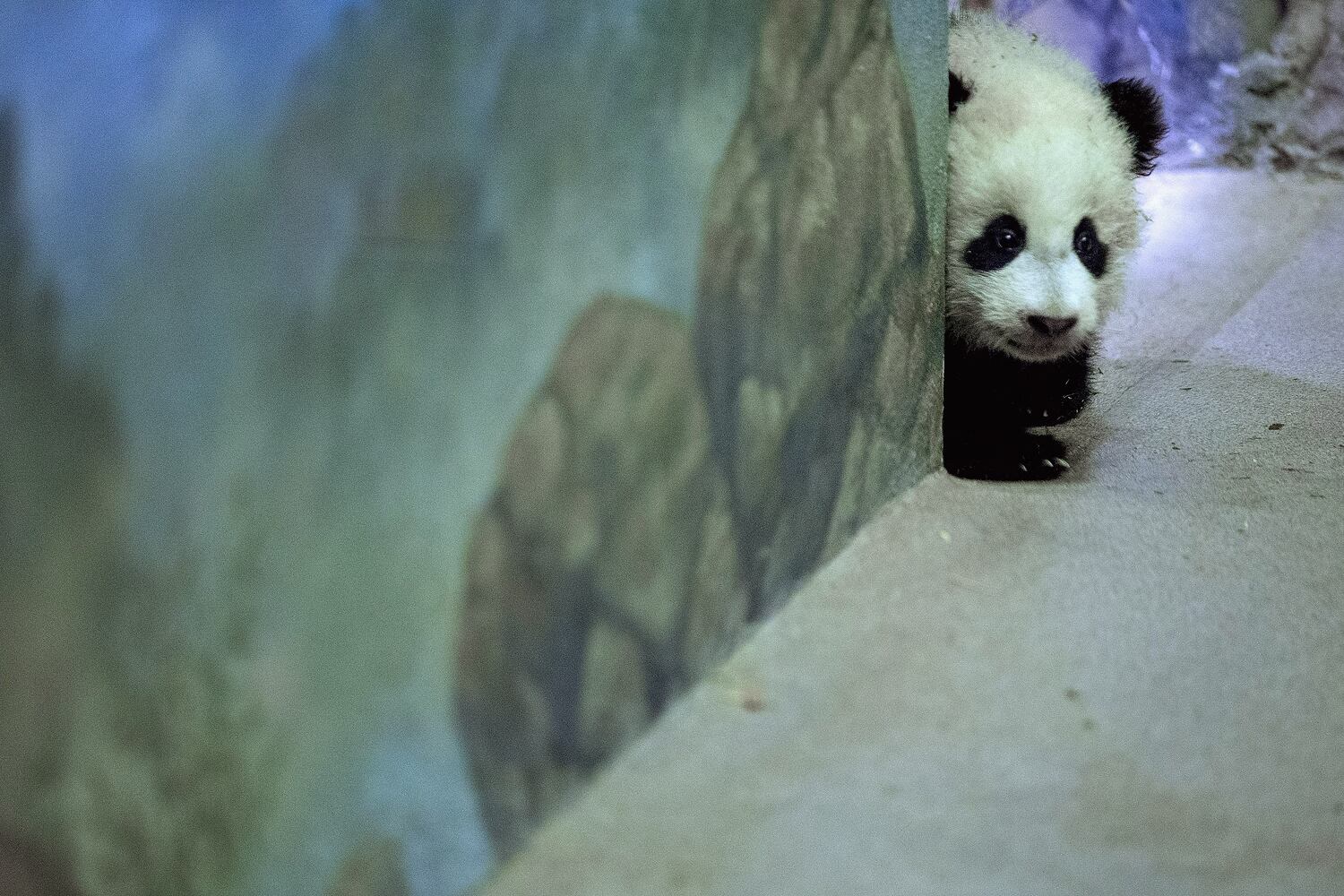 2014 cute animals