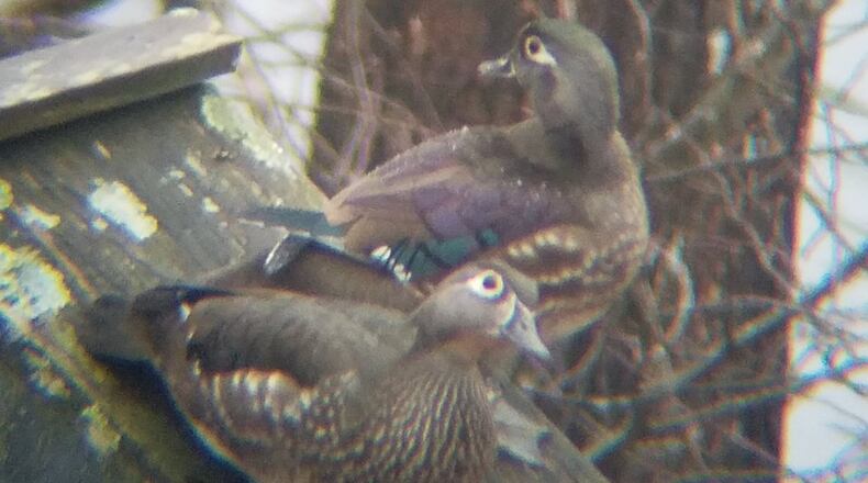 Sheila and Jim Conway of Roswell shared the photo of wood ducks waiting to lay eggs in a box.