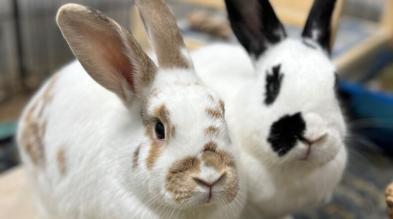 Rabbits are induced ovulators and need to be spayed or neutered just like dogs and cats. Shown are Roux (L) and her brother Bayou from Georgia House Rabbit Society. Their mother Cara gave birth to 11 babies 30 days after arriving at the shelter while nursing one-month olds.