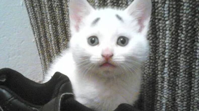 Photo credit: Facebook/garybrows