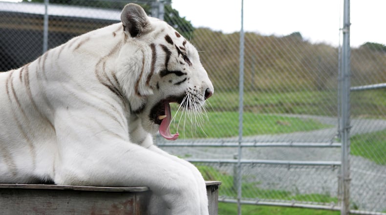 A 375-pound white tiger mauled a zookeeper to death in southern Japan.