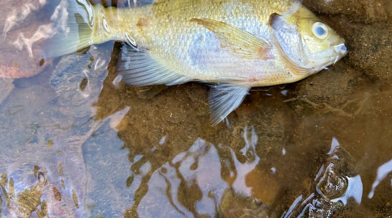 A dead fish is shown in the South River near Atlanta's Intrenchment Creek on Sept. 9, 2024. Georgia environmental officials say they are investigating a pollution incident which local water advocates say led to the fish kill.