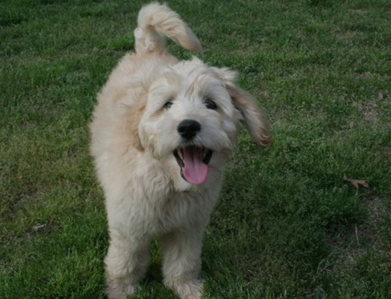 T.G.I.F.: Atlanta's Smiling Pets